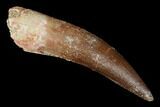 Fossil Plesiosaur (Zarafasaura) Tooth - Morocco #176939-1
